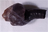 藏品(黑蛇螺)的圖片